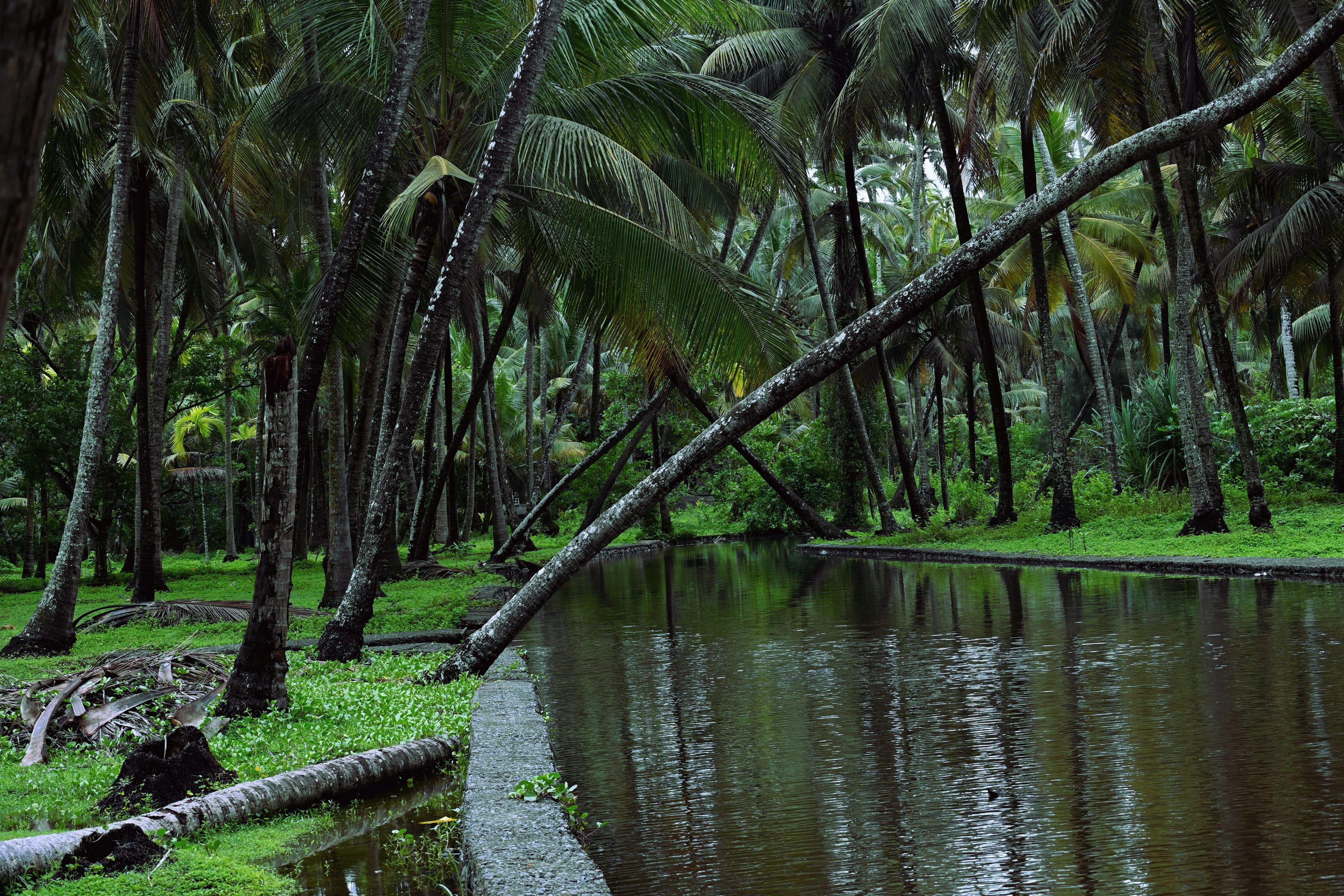 Chauffeur-driven travel through scenic Kerala with Ezora Tours and Travels